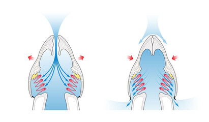 Exchange and Transport Systems - Gas Exchange in Fish

