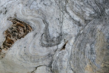 tree bark texture
