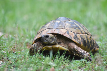 Hermann's tortoise (Testudo hermanni) in the forest. Common European turtle in nature