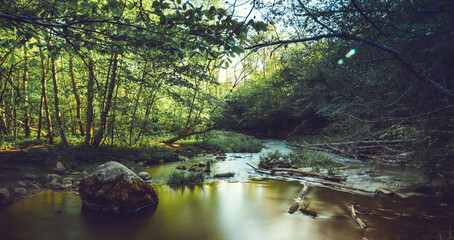 Stream in a forest