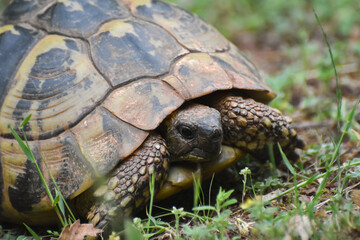 Hermann's tortoise (Testudo hermanni) in the forest. Common European turtle in nature