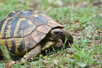 Hermann's tortoise (Testudo hermanni) in the forest. Common European turtle in nature
