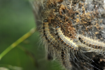 Close up of oak processionary caterpillars on their nest showing their long and short hairs