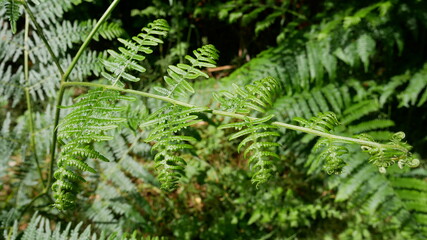 Fern