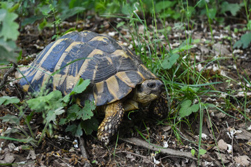 Hermann's tortoise (Testudo hermanni) in the forest. Common European turtle in nature