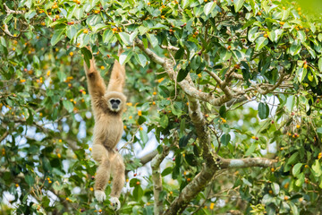 Picture cute of white-handed gibbon in the rainforest, Thailand