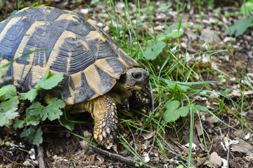 Hermann's tortoise (Testudo hermanni) in the forest. Common European turtle in nature