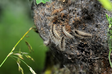 Close up of oak processionary caterpillars on their nest showing their long and short hairs