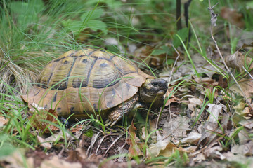 Hermann's tortoise (Testudo hermanni) in the forest. Common European turtle in nature
