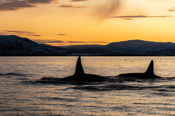Killer whales at sunset, Kvaenangen Fjord, Norway.