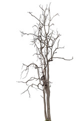 isolated death tree on white background with clipping path