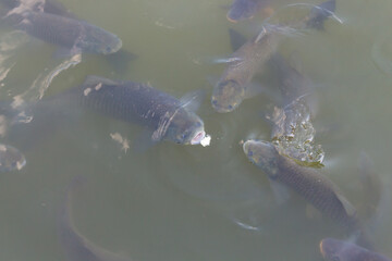 Fototapeta premium Carps eating bread in a lake 