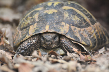 Hermann's tortoise (Testudo hermanni) in the forest. Common European turtle in nature