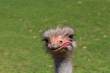 Portrait of an ostrich with the park in the background
