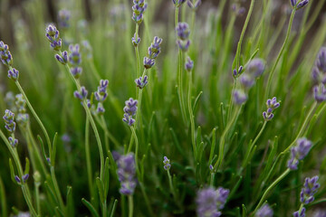 desktop wallpapers lavender buds on a background of green foliage