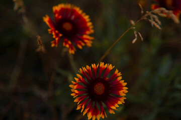wallpaper bright red flowers with a yellow border on a blurred green background