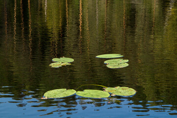 A calm lake with water Lily leaves on the surface and the reflection of the forest.