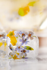 Transparent ice cubes with frozen flowers inside.