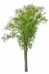 Obraz premium tree isolated on white background