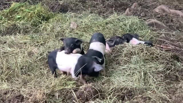 Black and white pig puppies playing with each other on green hay. Cute little piglets playing in slowmotion. Healthy pigs.