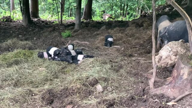 Cute little piglets playing and sleeping on the pile. Healthy pigs. Black and white pig puppies playing with each other on green hay.
