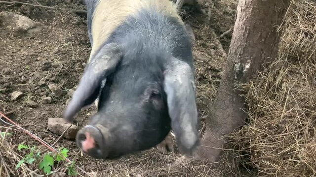 Huge pigs face looking and sniffing around on the farm. Long ears on the black and white pig. Piggy eating grass and hay on the farm in the middle of the woods behind the fence.