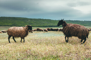 A group of sheep on a pasture. Sheeps in nature, at sunset. Sheeps group and lambs on a meadow with green grass