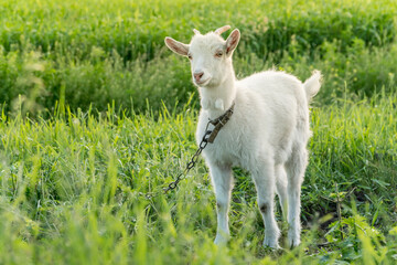 Young white goat chained on a pasture.