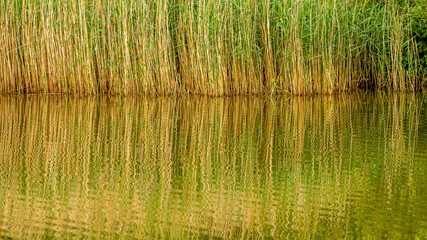 reeds in the lake