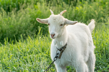 Young white goat chained on a pasture.