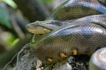Green Anaconda (Eunectes murinus) in Cuyabeno Wildlife Reserve (Amazonia, Ecuador)