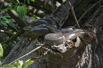 Green Anaconda (Eunectes murinus) in Cuyabeno Wildlife Reserve (Amazonia, Ecuador)