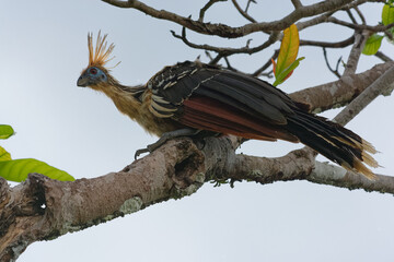 Hoatzin (Opisthocomus hoazin) in Cuyabeno Wildlife Reserve (Amazonia, Ecuador)