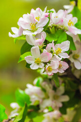 Obraz na płótnie Canvas Blossom Apple Tree in April on a transparent spring day in bright sunlight