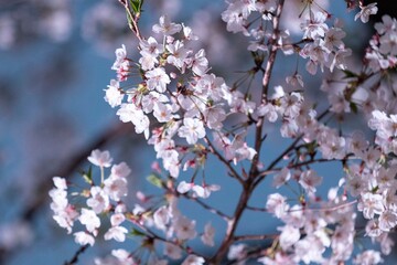 Cherry blossom in Tokyo