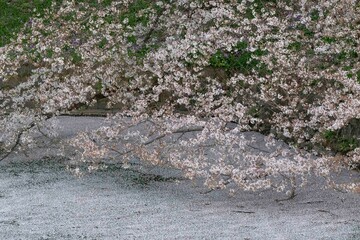 Cherry blossom in Tokyo