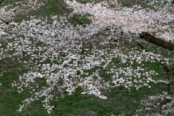 Cherry blossom in Tokyo