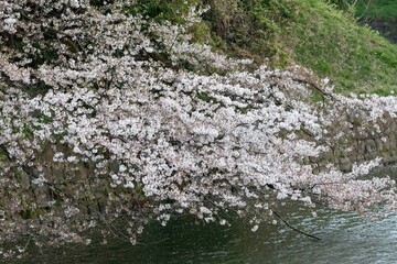 Obraz na płótnie Canvas Cherry blossom in Tokyo