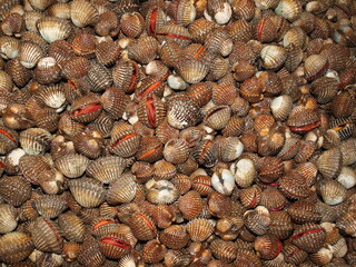 Seafood cockles. Fresh raw scallops or scallops, fresh blood cockles In the seafood market in Thailand Selective focus