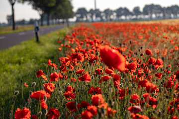 Obraz premium Mohnblumen an Landstraße