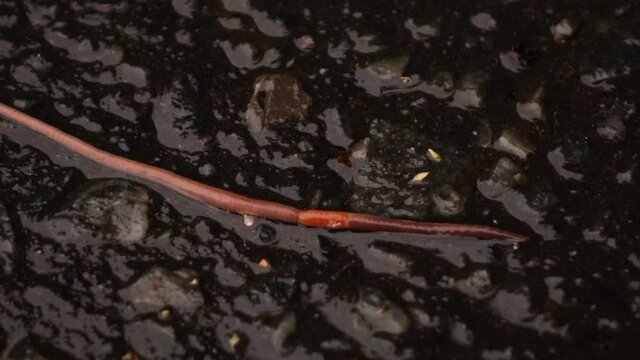 a large earthworm crawls on the wet pavement