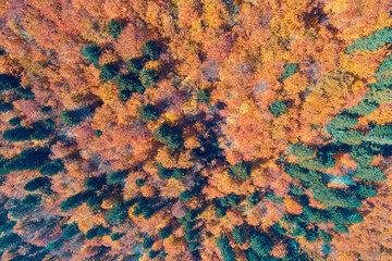 Top view of the colorful autumn forest in the mountains. View of the mountains in autumn. Beautiful nature landscape. View from above