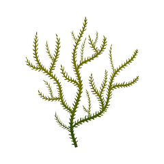 Green Seaweed as Multicellular Marine Algae Vector Illustration