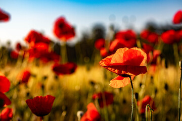 Obraz premium mohnblumen