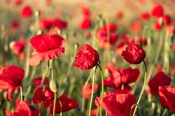 Obraz premium Mohnblumen