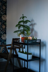 Festive decor of an interior. Araucaria, candles, candlesticks, moss. Seasonal Christmas mood. Cozy atmosphere.