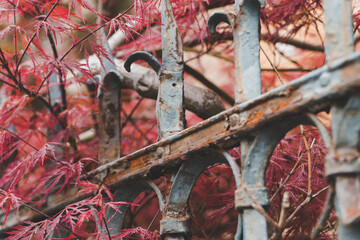 rusty fence with red ferns in a rural environment