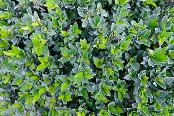 Fototapeta premium green leaves background