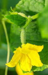 small cucumber with a flower on a branch