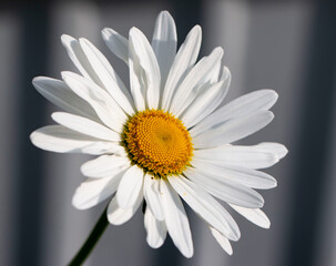 daisy flower on a black and white background